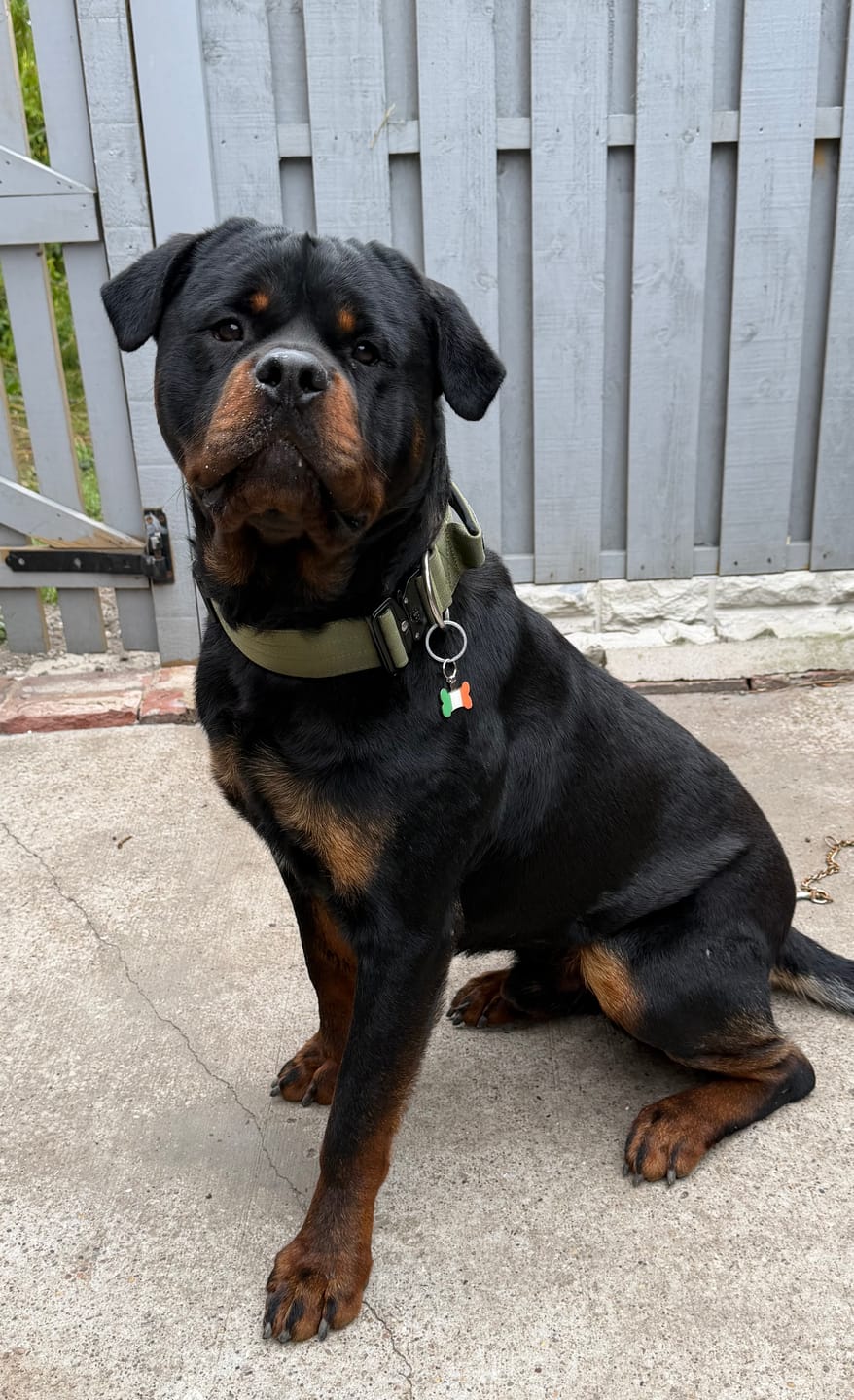 Customer photo review of 5cm Combat® Collar | With Handle & Secure Clip - Khaki