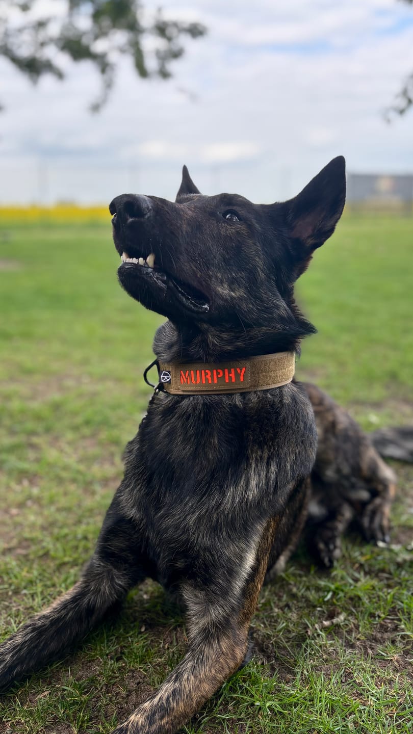 Kundenfoto von Margrit: Einsatzhalsung "Detection" Coyote Brown