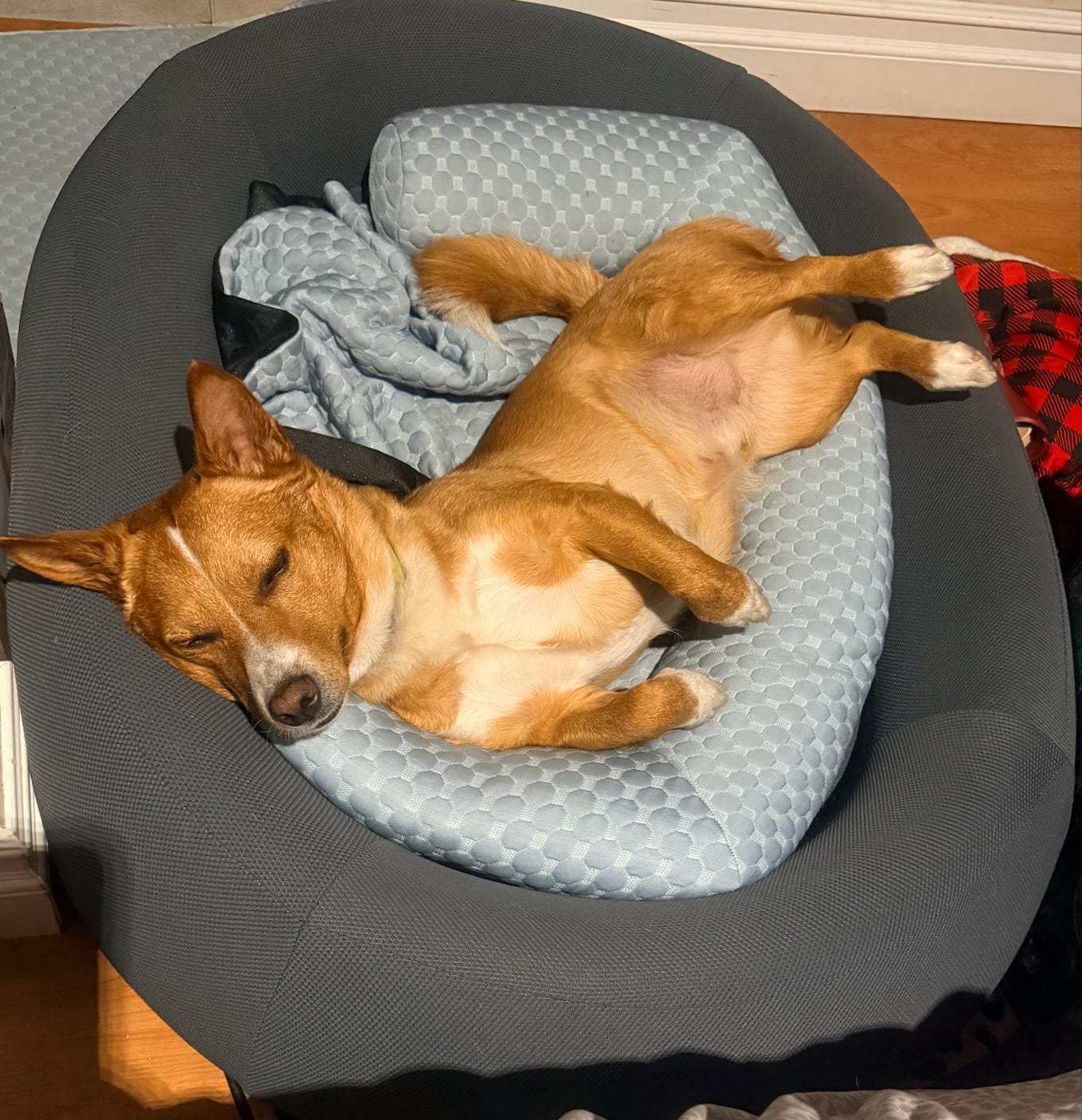 Customer photo review of Brooklyn® Nest Dog Bed