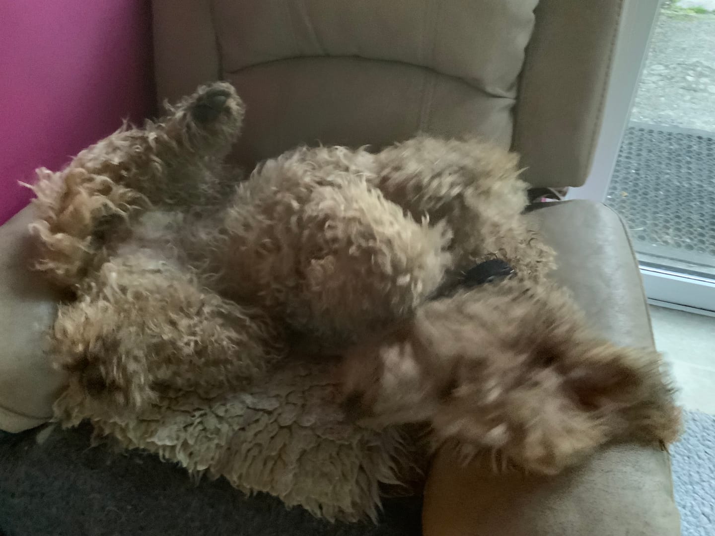 Customer photo review of Remote Training Collar | for All Size Dogs