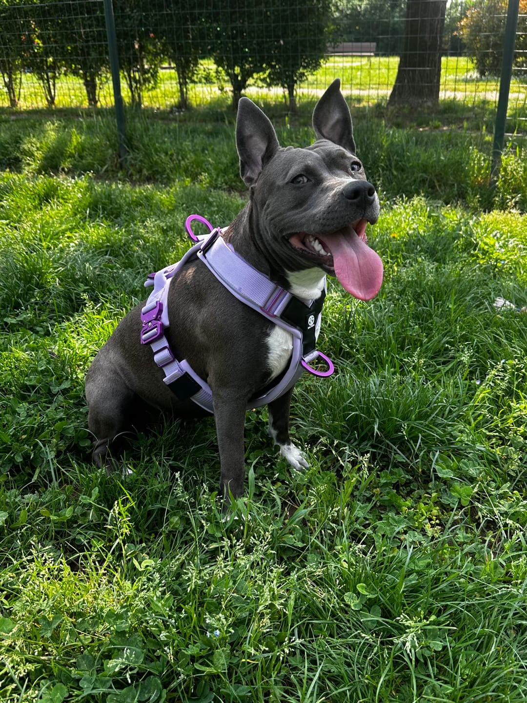 Customer photo review of Pettorina Crime 3.0