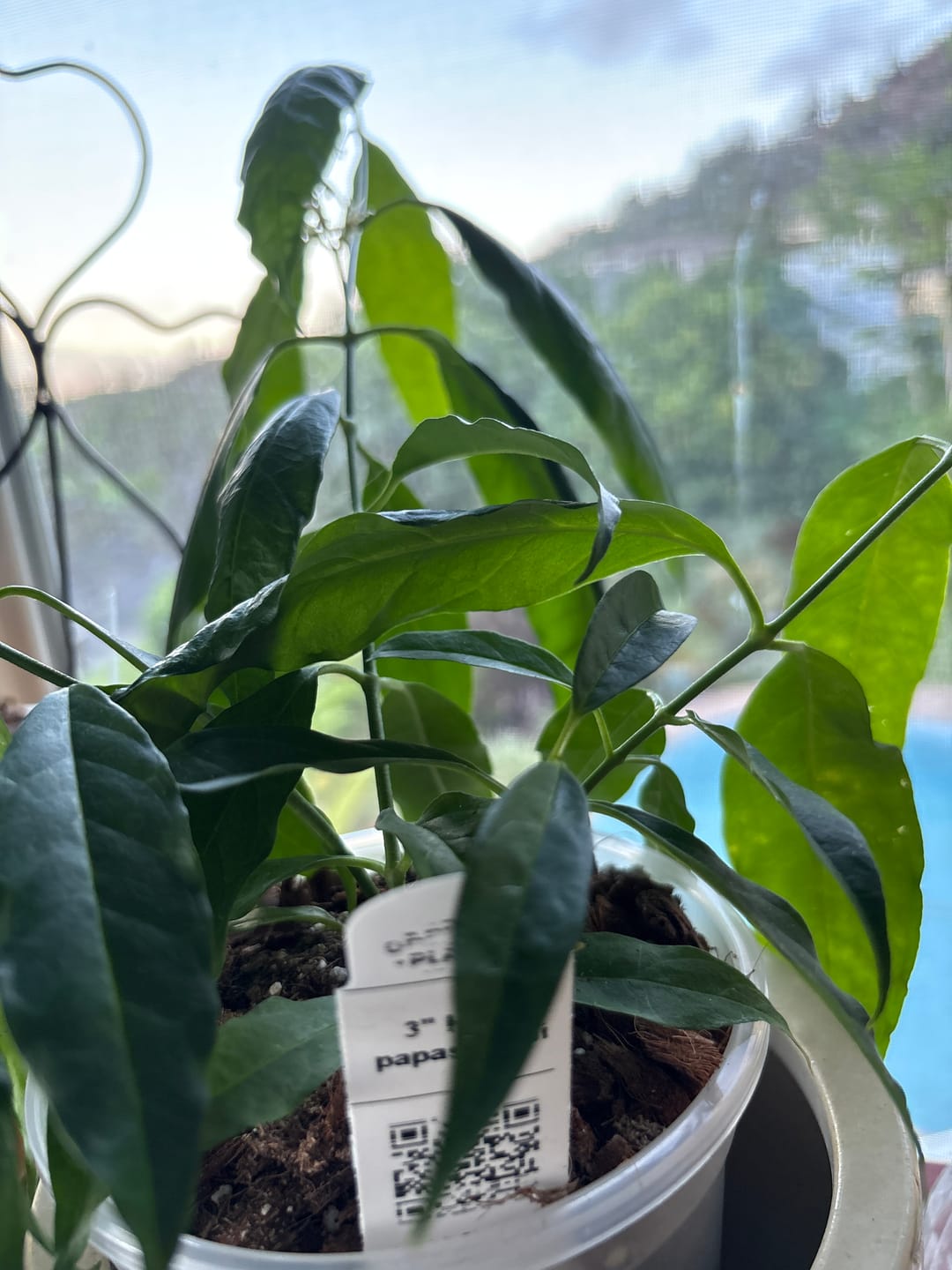 Customer photo review of Hoya papaschonii