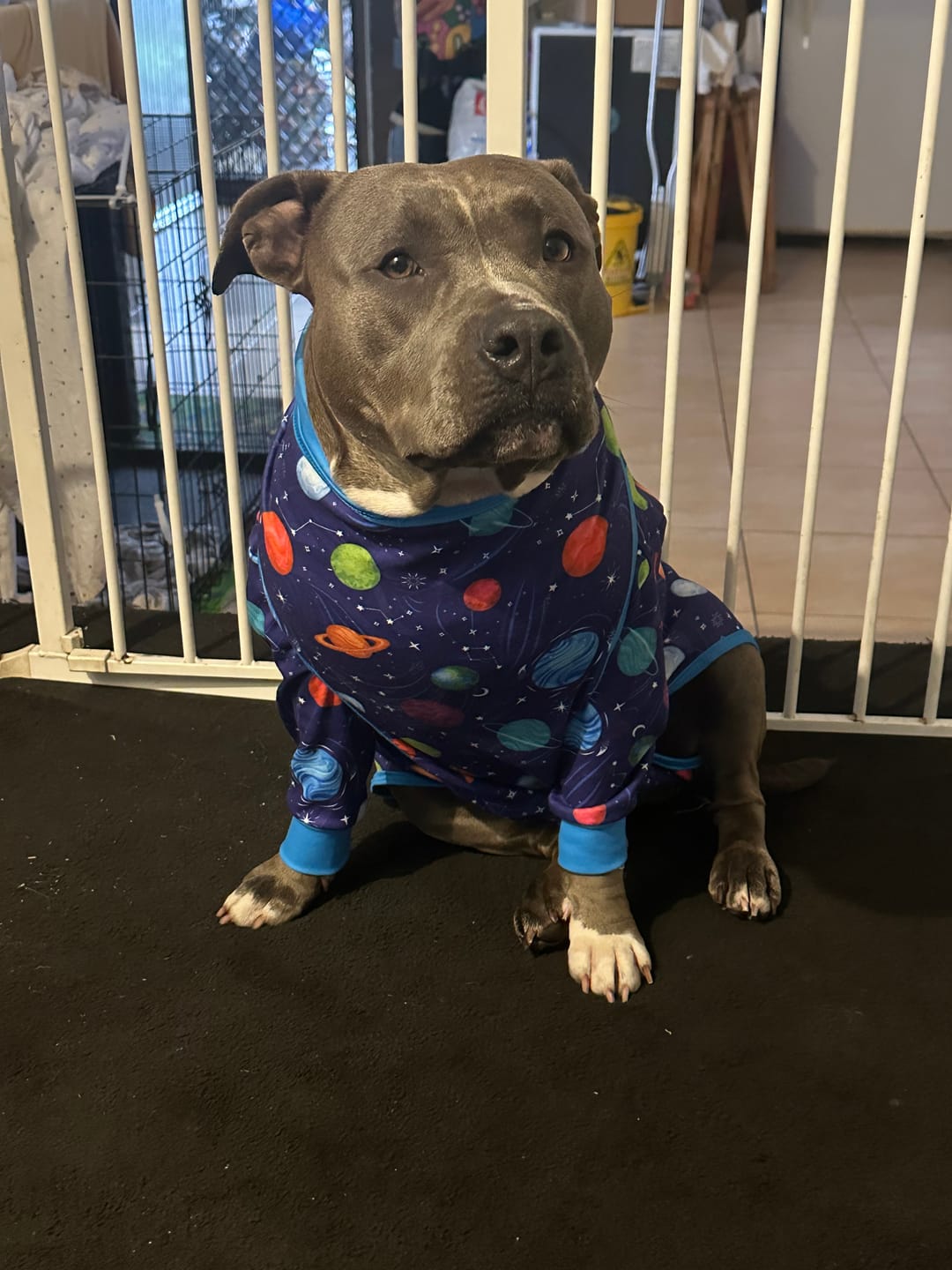 Customer photo review of Dog Surgical Suit