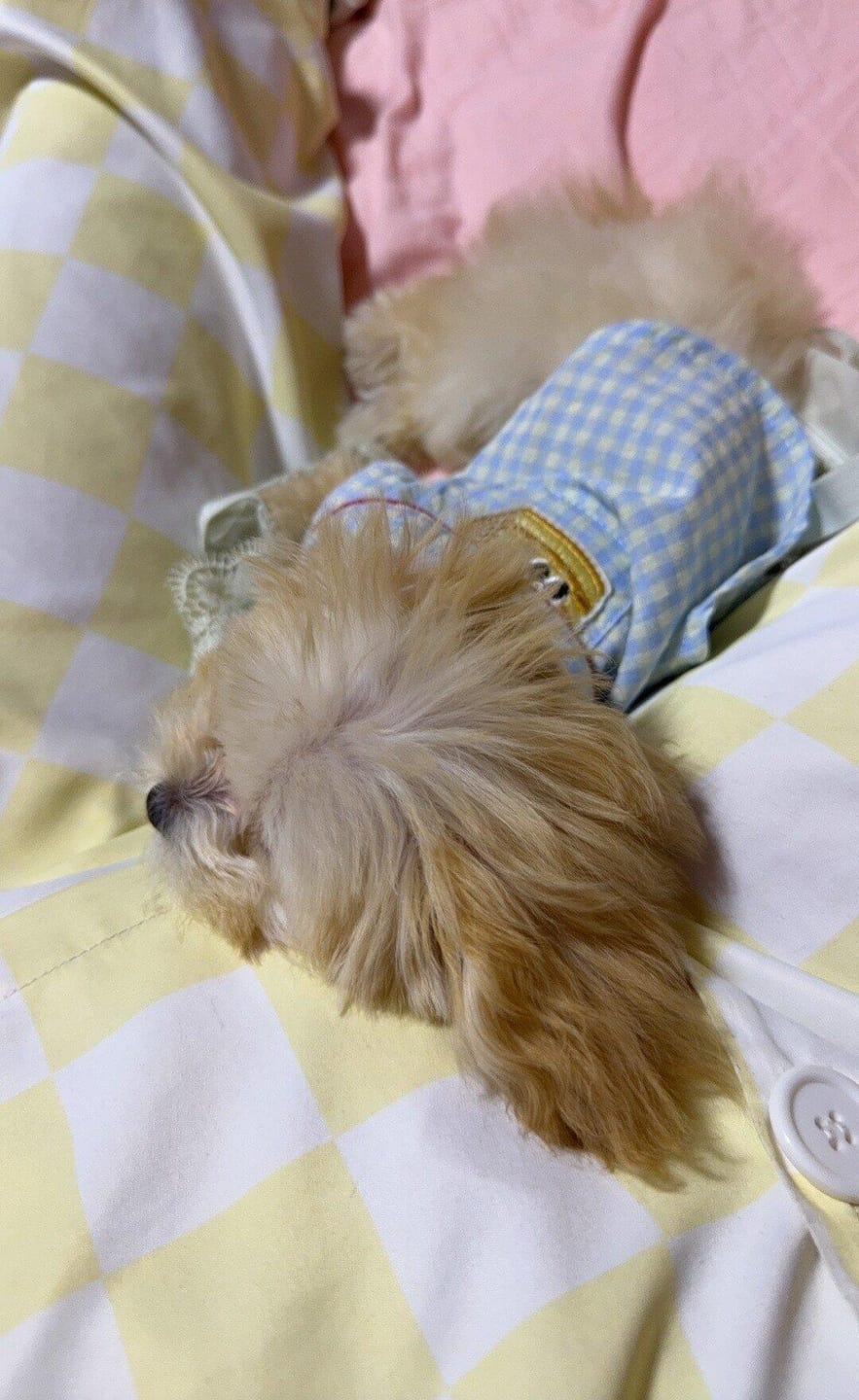 Customer photo review of Gingham Getaway Shirt