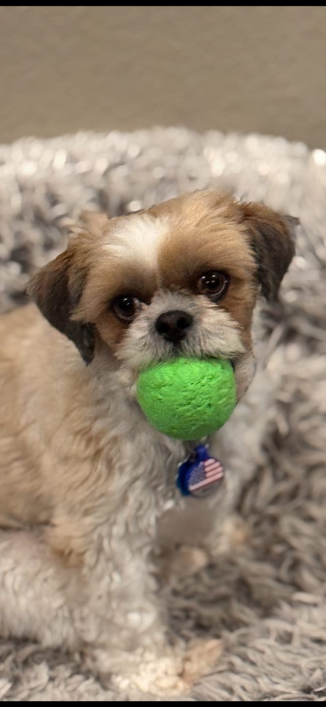 Customer photo review of WUNDERball - Best Fetch Toy