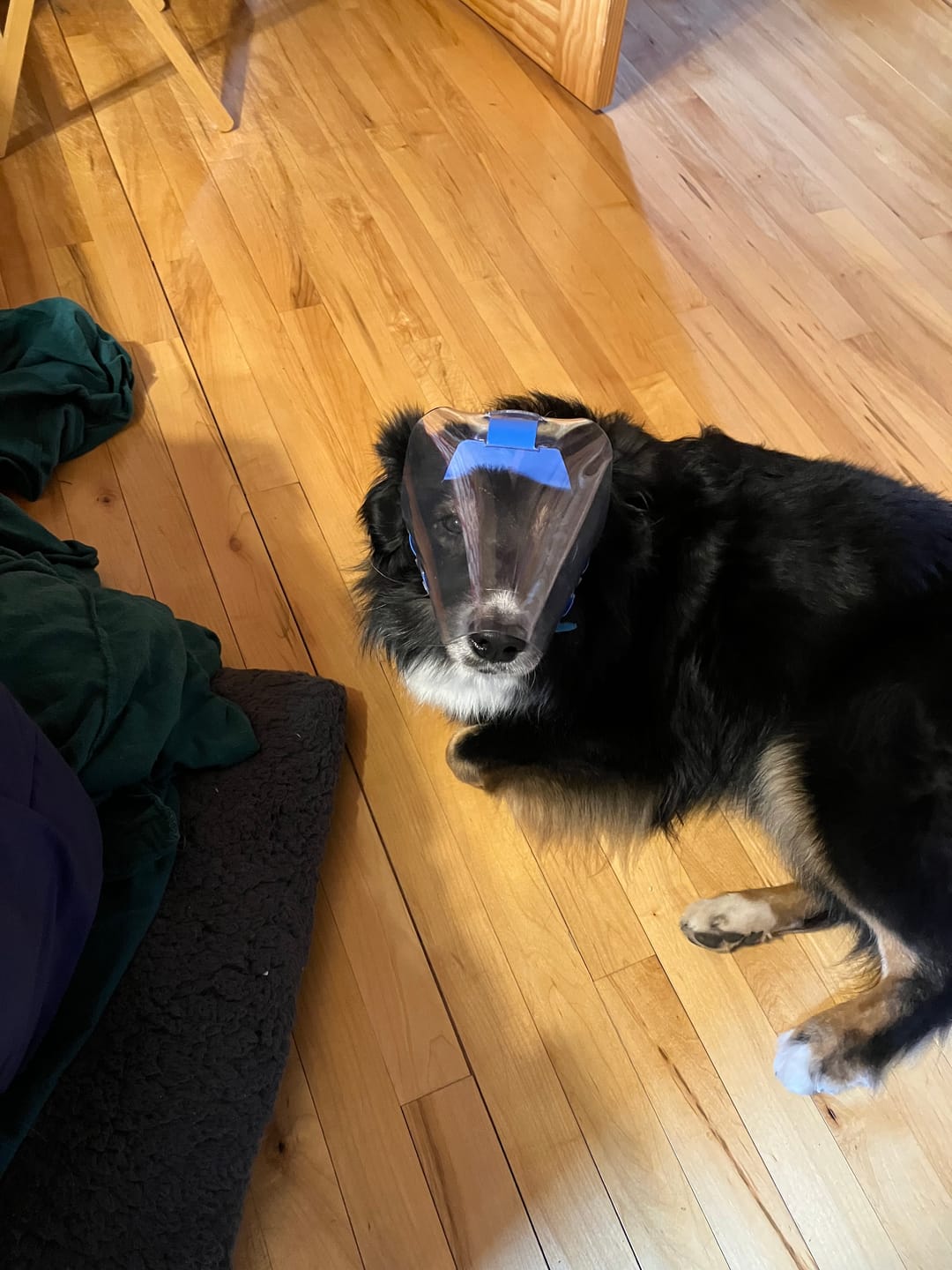Customer photo review of OptiVizor - Regular Snout - Clear UV Tint