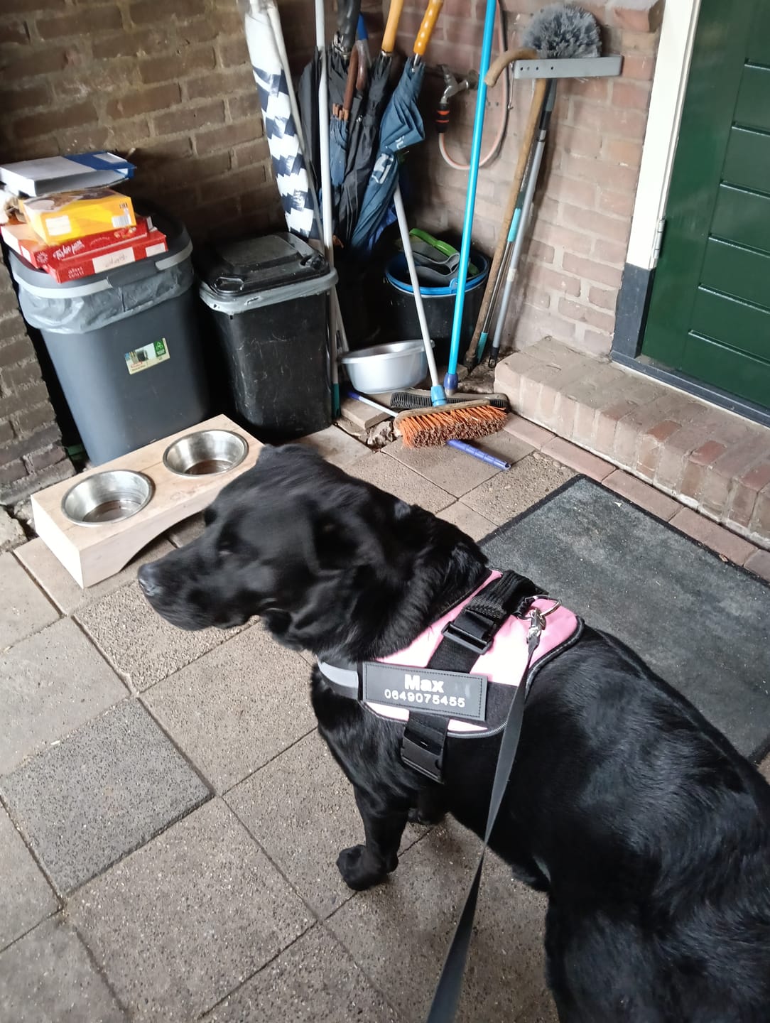 Customer photo review of PawGuard - Gepersonaliseerd Hondentuigje