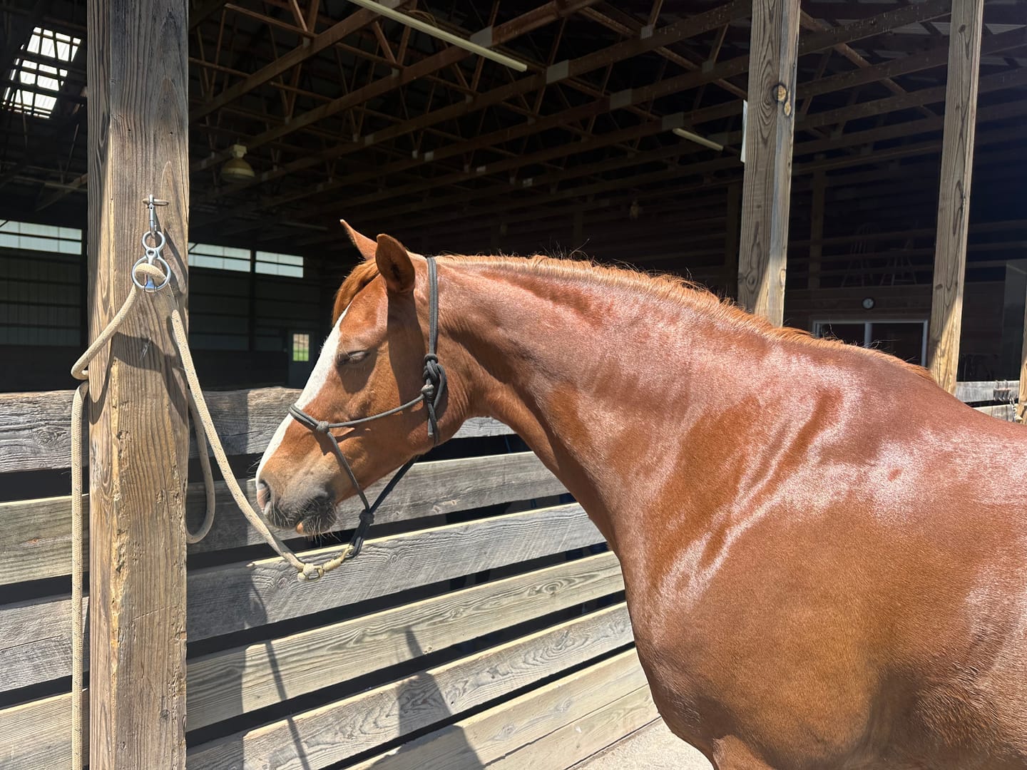 Customer photo review of Sensitive Skin Horse Shampoo - 8oz  Concentrated