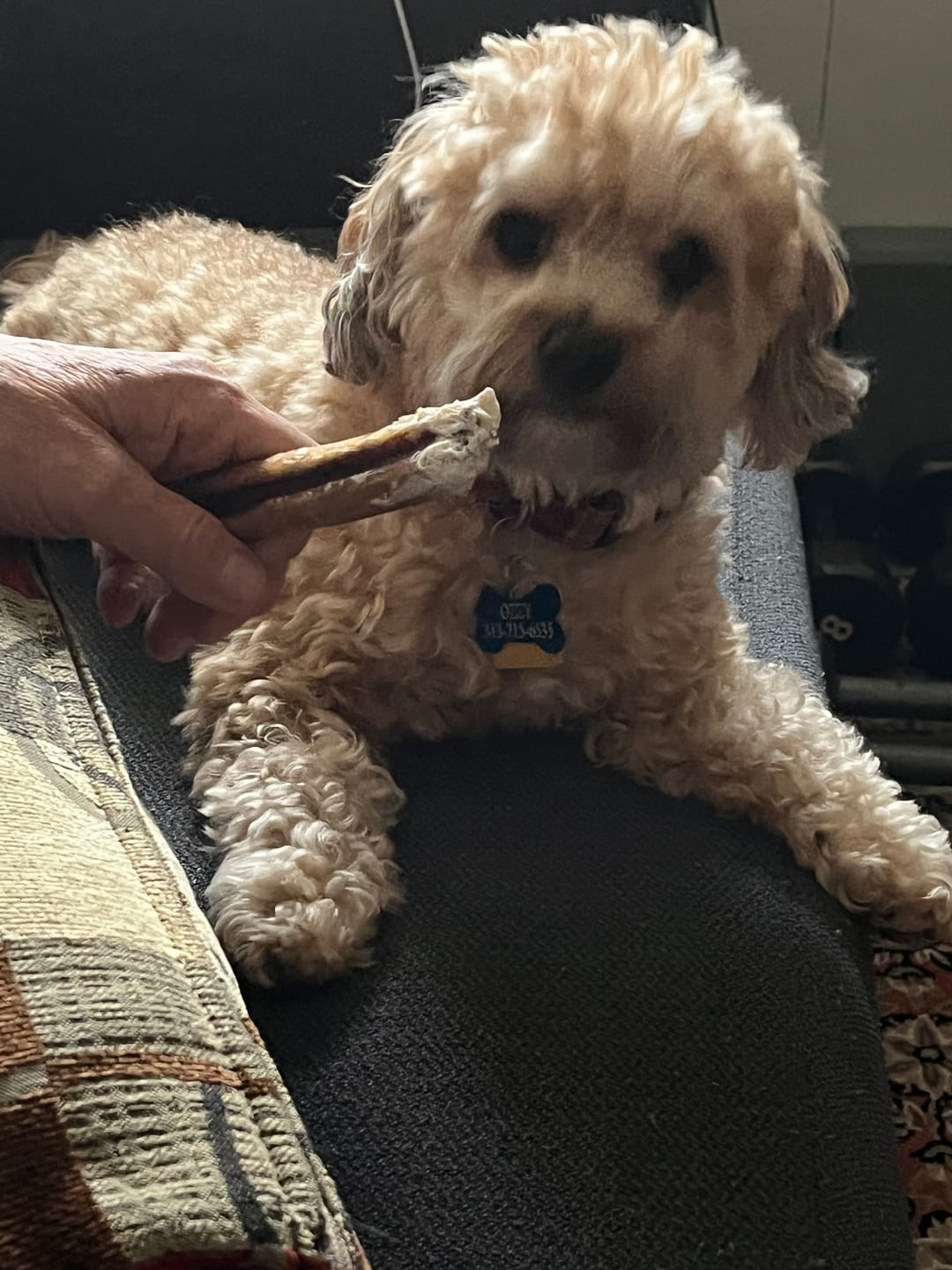 Customer photo review of Natural Farm Bully Stick Cold Dried Raw 6”