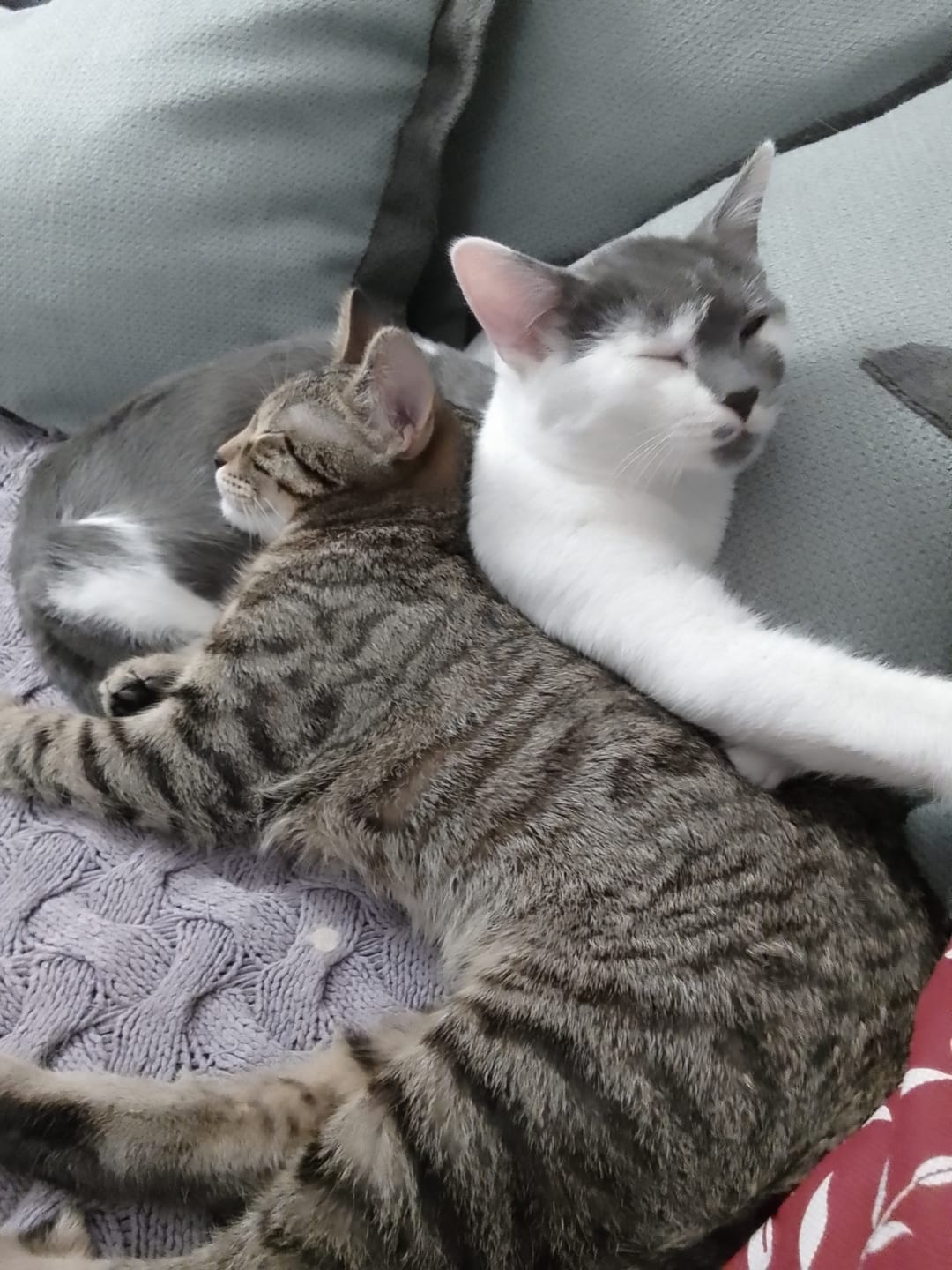 Customer photo review of Katzenklo Schaufel
