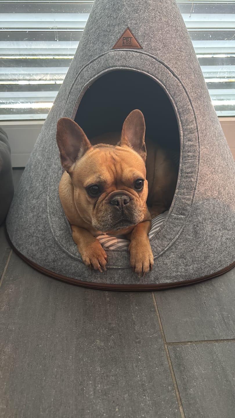 Customer photo review of Tonto - Luxury Dog Tipi