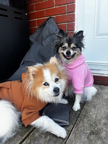 Customer photo review of Mystery Box - Dog