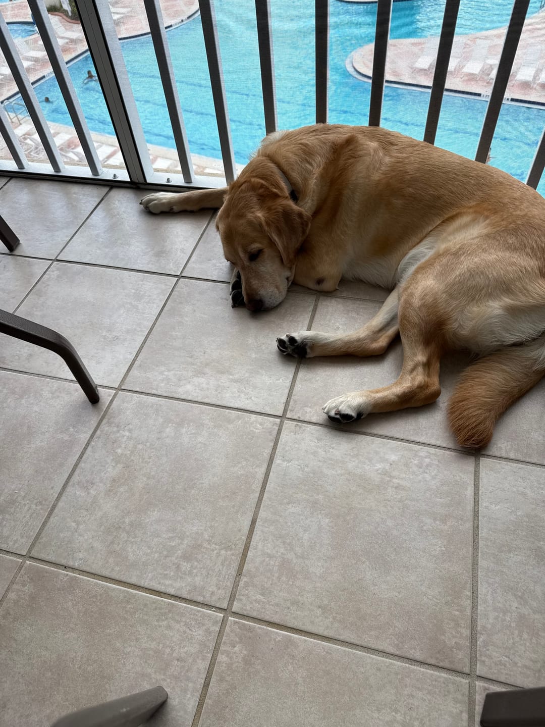 Customer photo review of Mystery "Almost Perfect" Dog Booties - Doccasins - FINAL SALE - One Pair