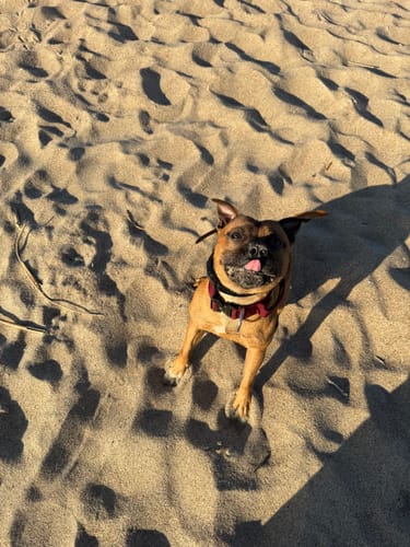 Customer photo review of 5cm Combat® Collar | With Handle & Secure Clip - Burgundy