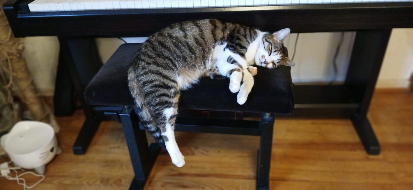 Customer photo review of Zpot-on für Katzen gegen Zecken, Flöhe, Milben & Mücken [Jahresvorrat]