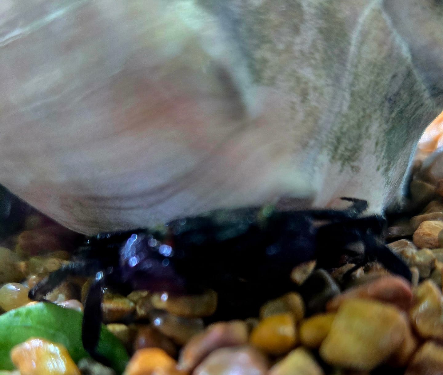 Customer photo review of Rainbow Vampire Crab (Geosesarma rouxi "Red Legged")