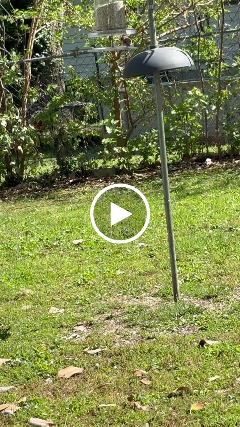 Customer video review of Songbird All-Weather Feeder 4 or 6 qt.