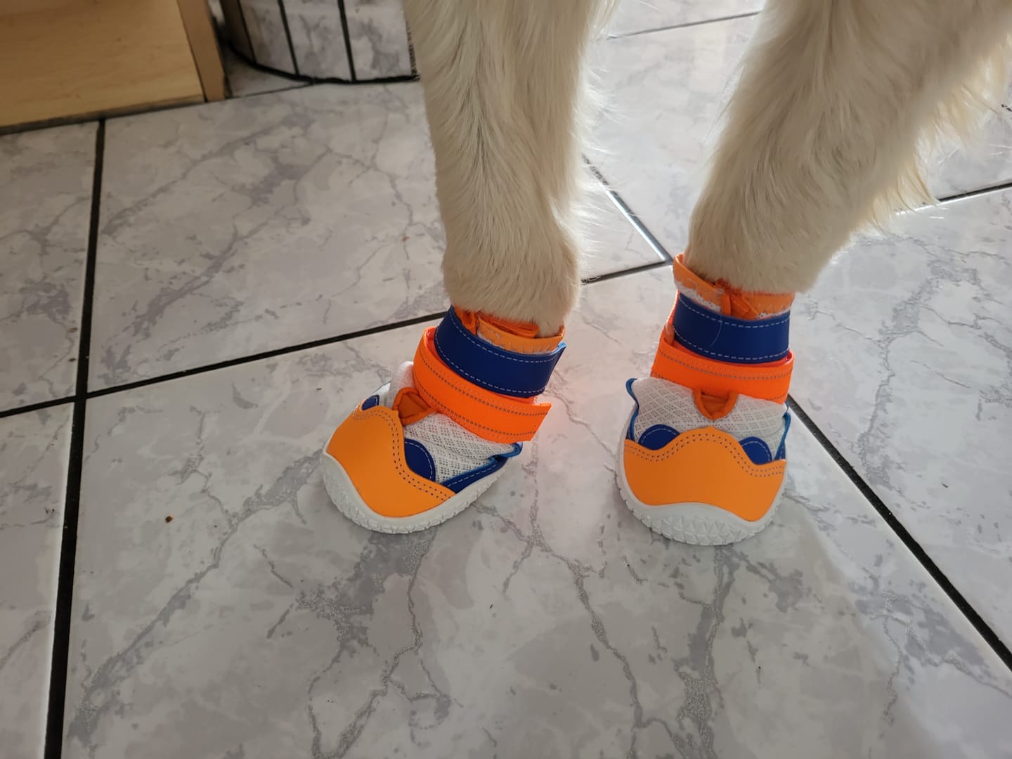 Customer photo review of Hot Pavement Pawtector Dog Shoes - Orange Blue