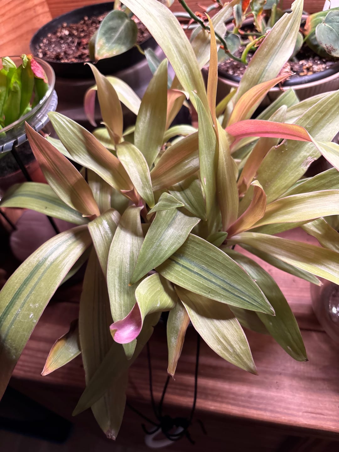 Customer photo review of Tradescantia spathacea 'Sitara's Gold'