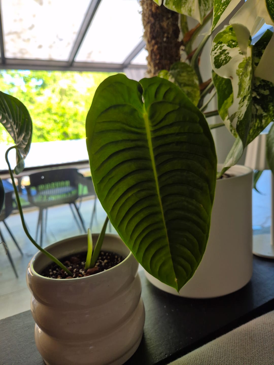 Customer photo review of ANTHURIUM VEITCHII