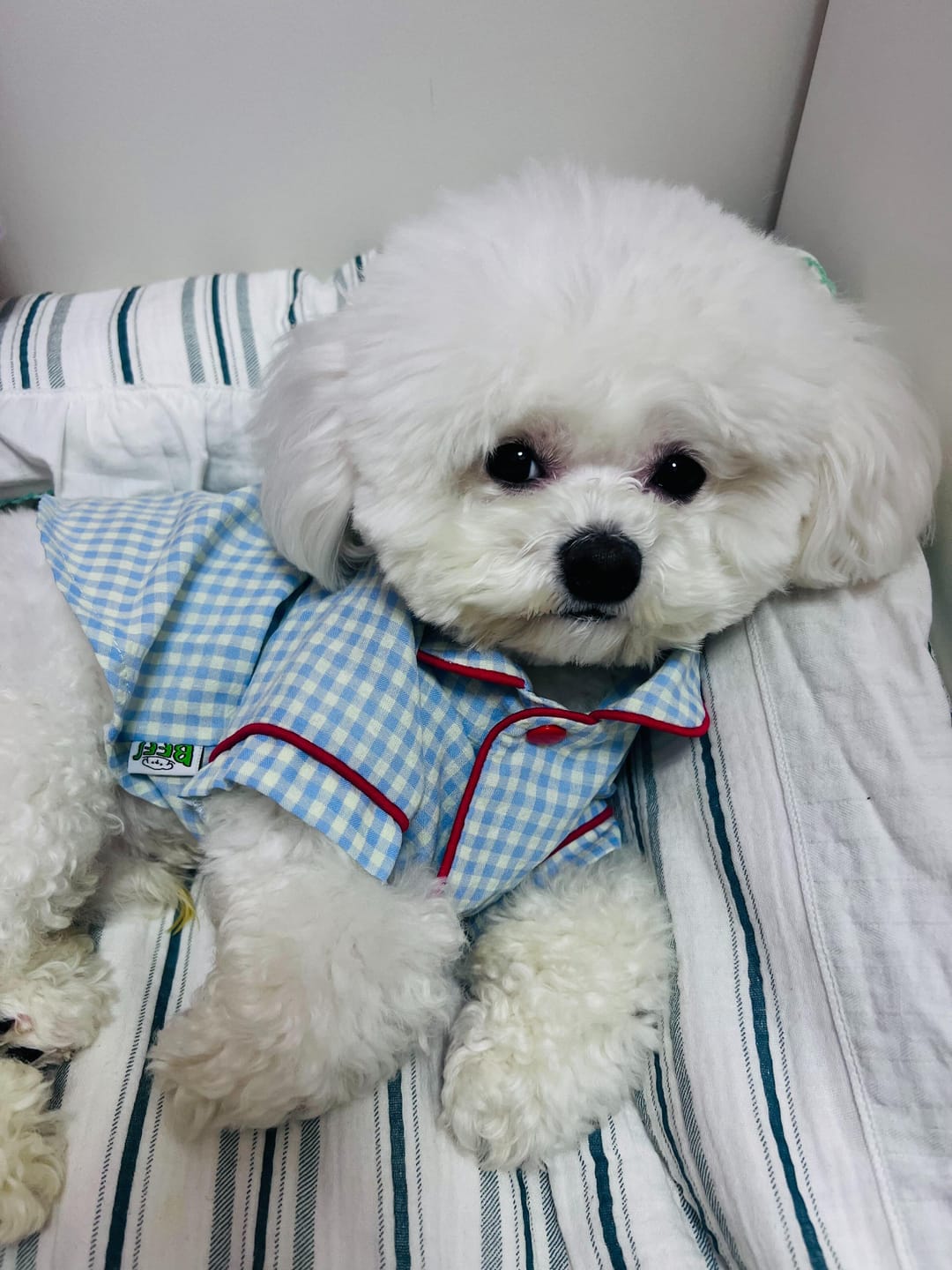 Customer photo review of Gingham Getaway Shirt