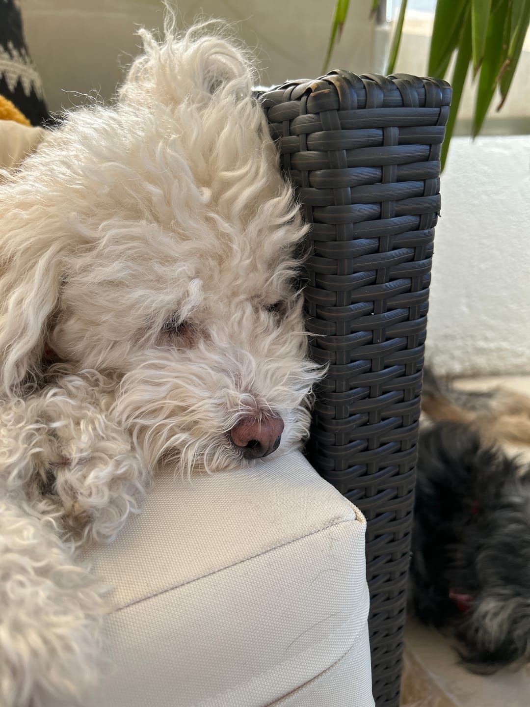 Customer photo review of PetFamily Foods