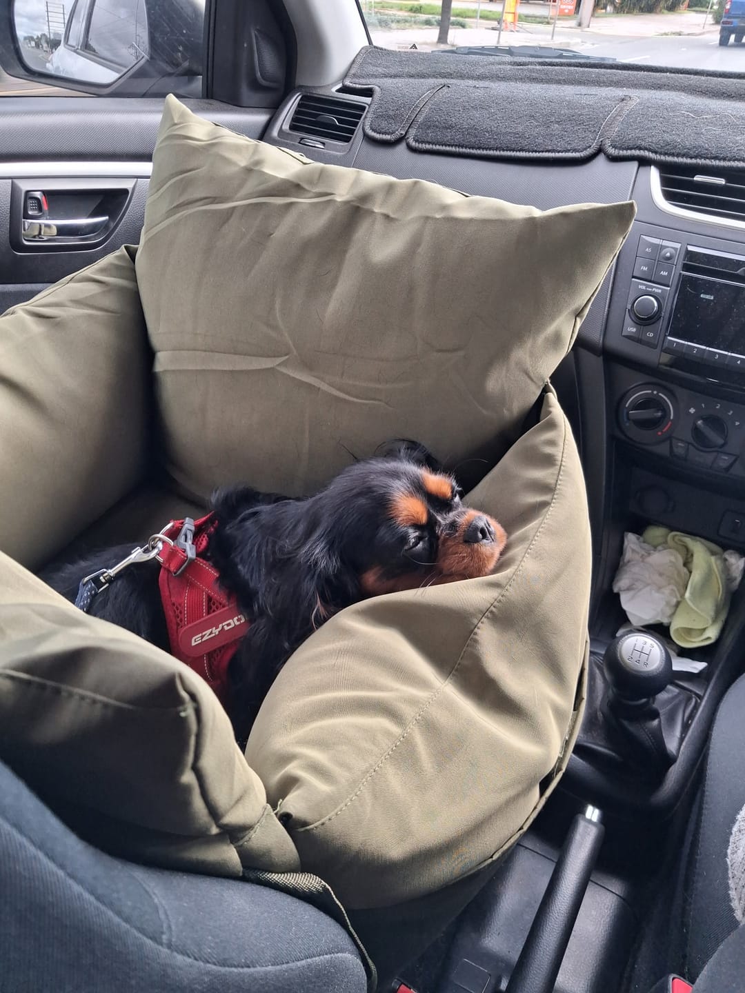 Customer photo review of Dog Car Seat Booster Belt Pet Portable Travel Bed Hand-carry Washable