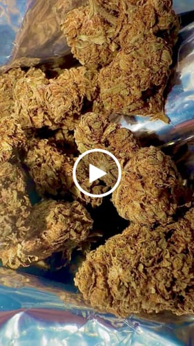Customer video review of Cheap THCA Flower Ounce