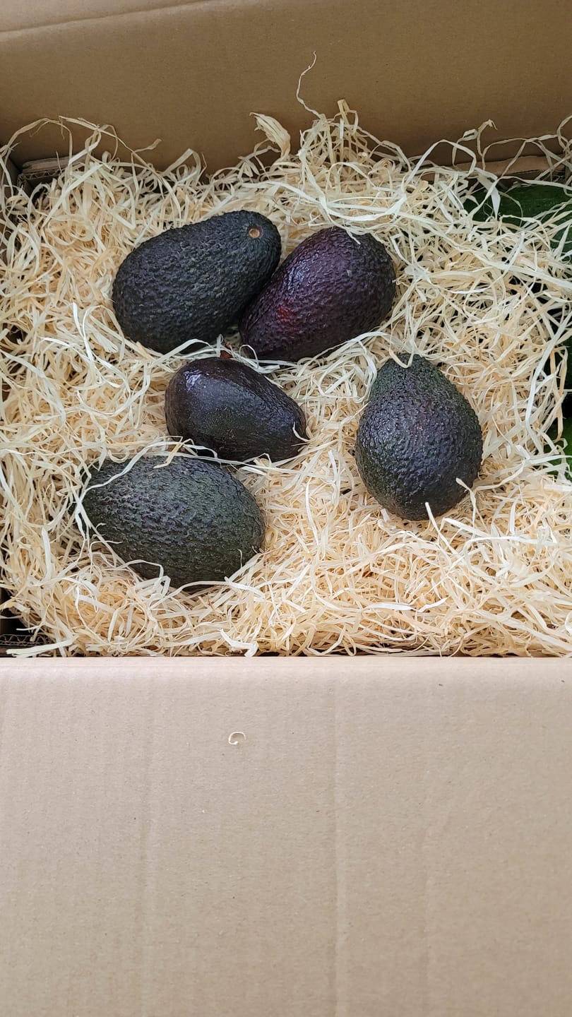 Customer photo review of Avocado-Mix 13 Monate baumgereift Sonderaktion % 2kg Box