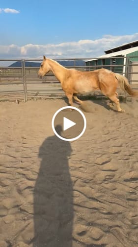 Customer video review of OptiWize Collagen +Plus Horse Joint Supplement