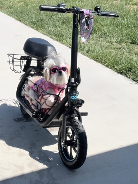 Customer photo review of Gyroor C1S Electric Scooter 800W – Front & Rear Baskets