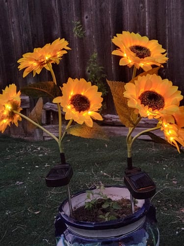 Customer's glowing Litlamp® Solar Sunflower LED Lights staked in a decorative pot at night.
