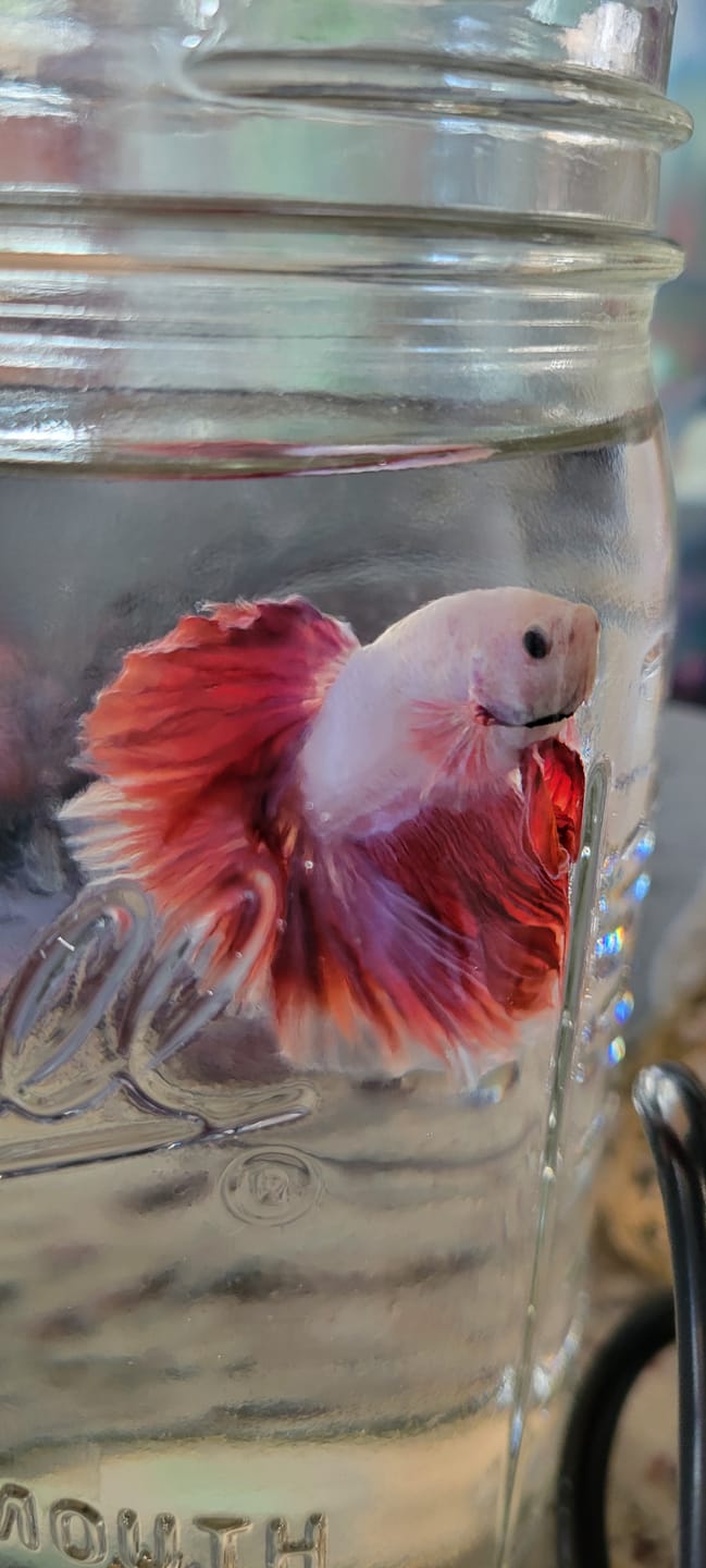 Customer photo review of Purple Halfmoon Male Betta Fish | Grower's Pick