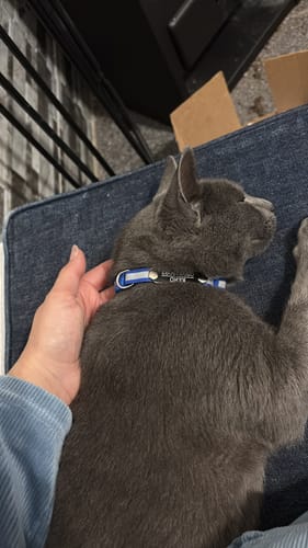 Customer photo review of Pack x3 Collares Remachados para Gato