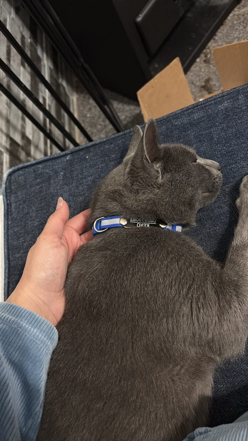 Customer photo review of Pack x3 Collares Remachados para Gato
