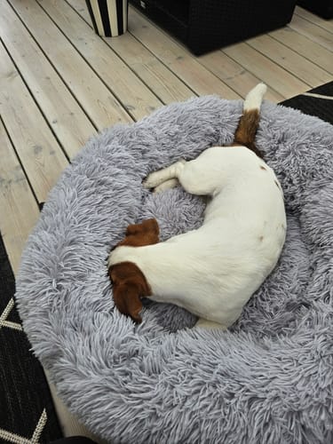 Kundbild: jack russell i sin CalmBed