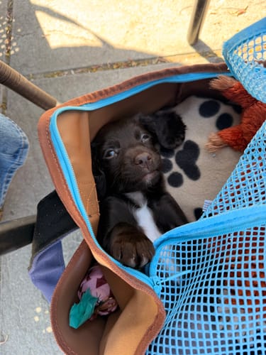 Customer photo review of Urban Palette Travel Tote