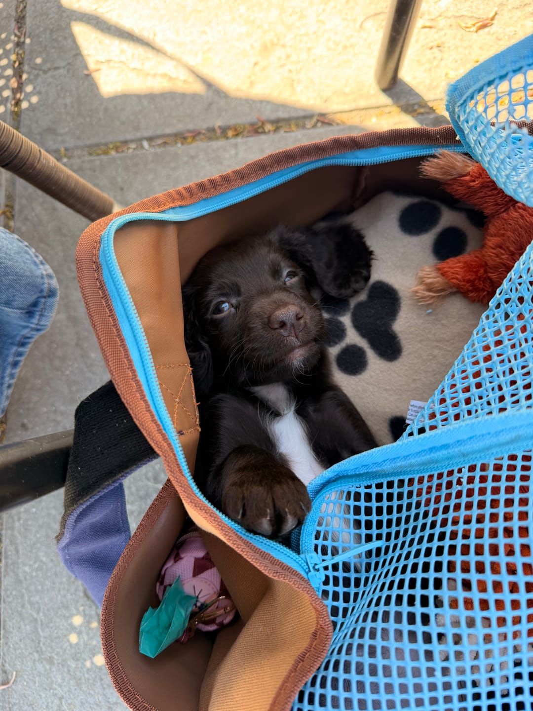 Customer photo review of Urban Palette Travel Tote