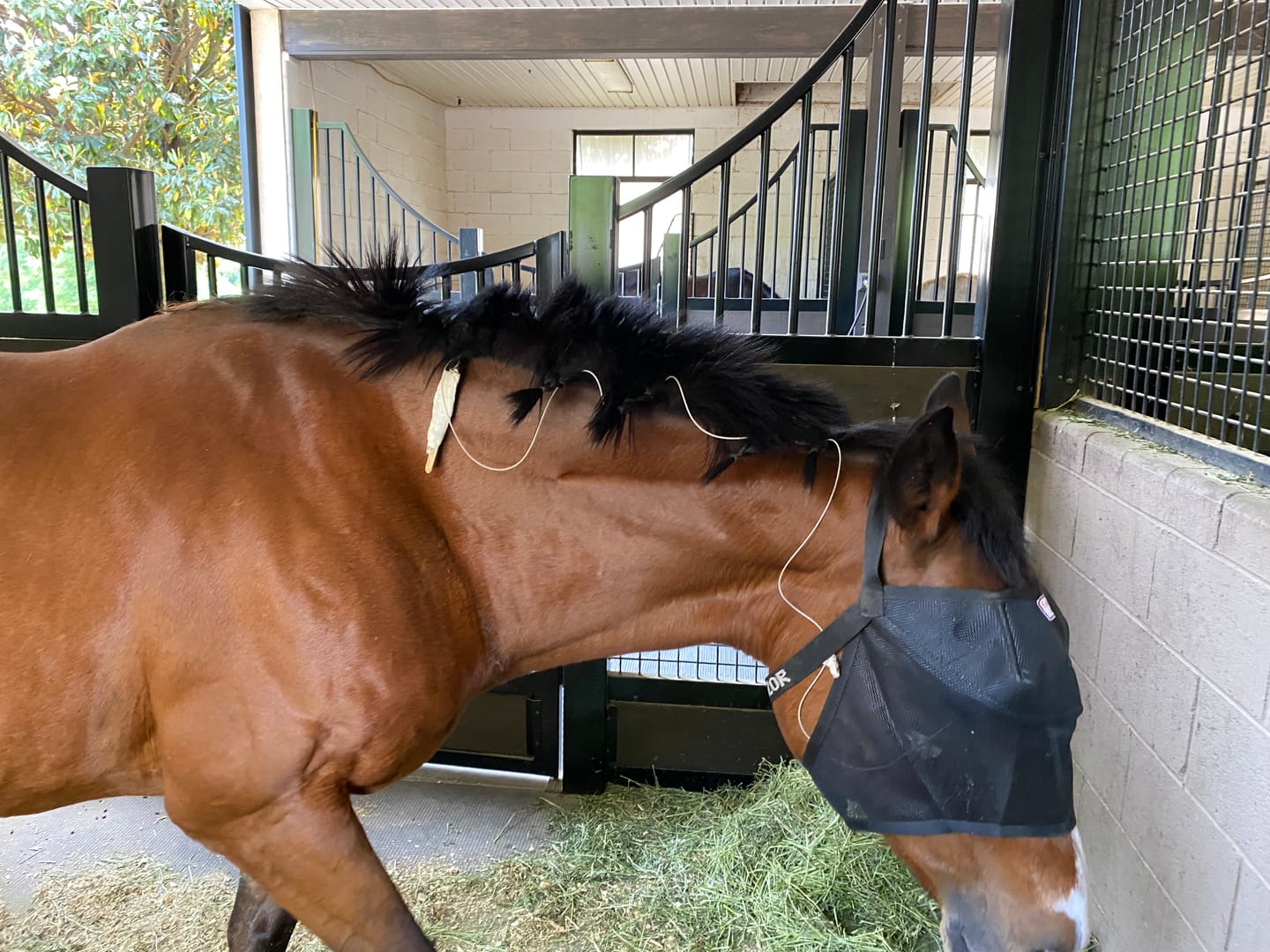Customer photo review of EquiVizor Fly Mask - Standard