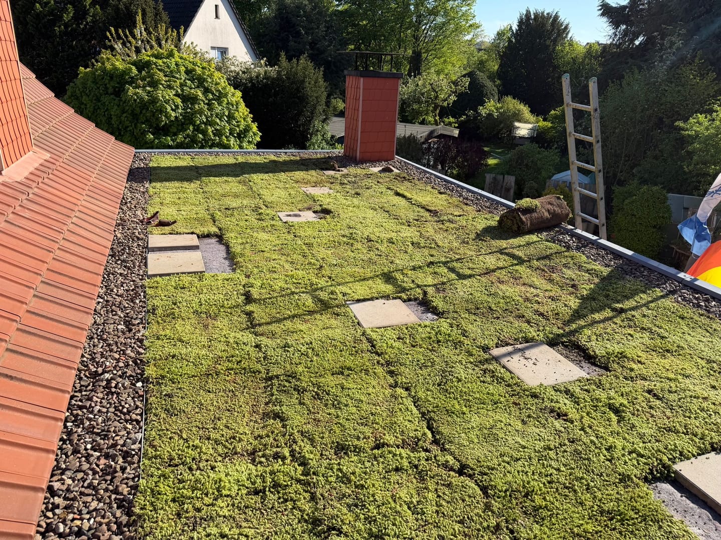 Customer photo review of Sedum-Mix Sedummatten
