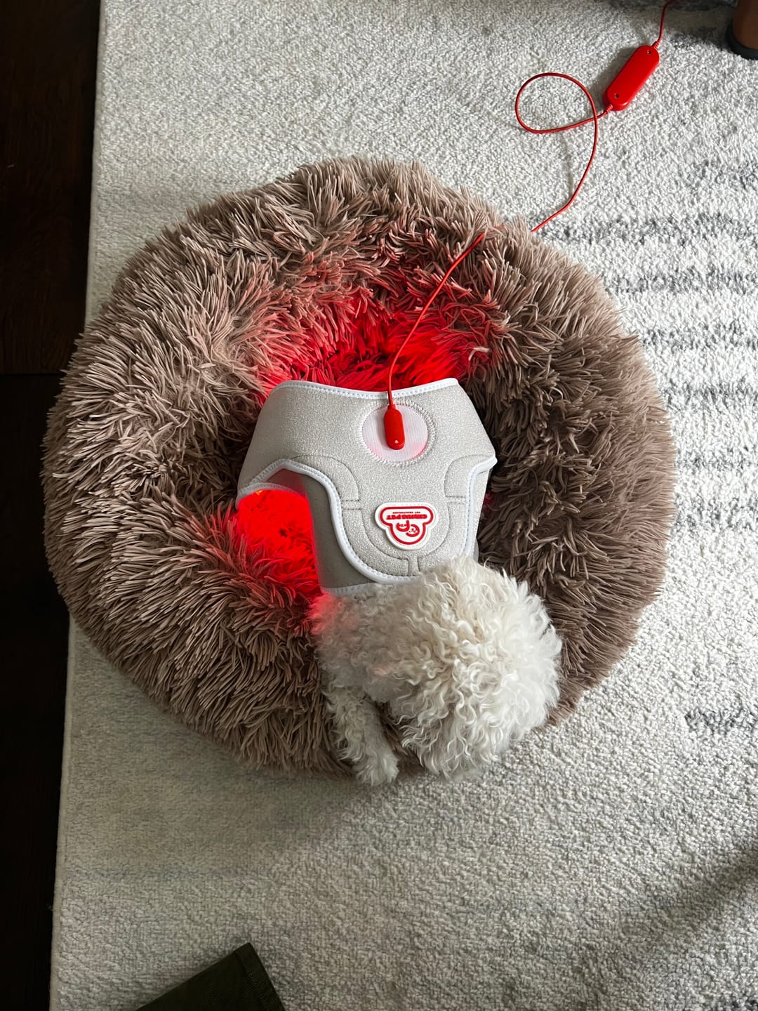 Customer photo review of Red Light Therapy Cape (Small dogs)