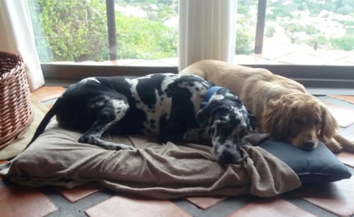 Customer photo review of Human-Grade Beef Droewors Treats