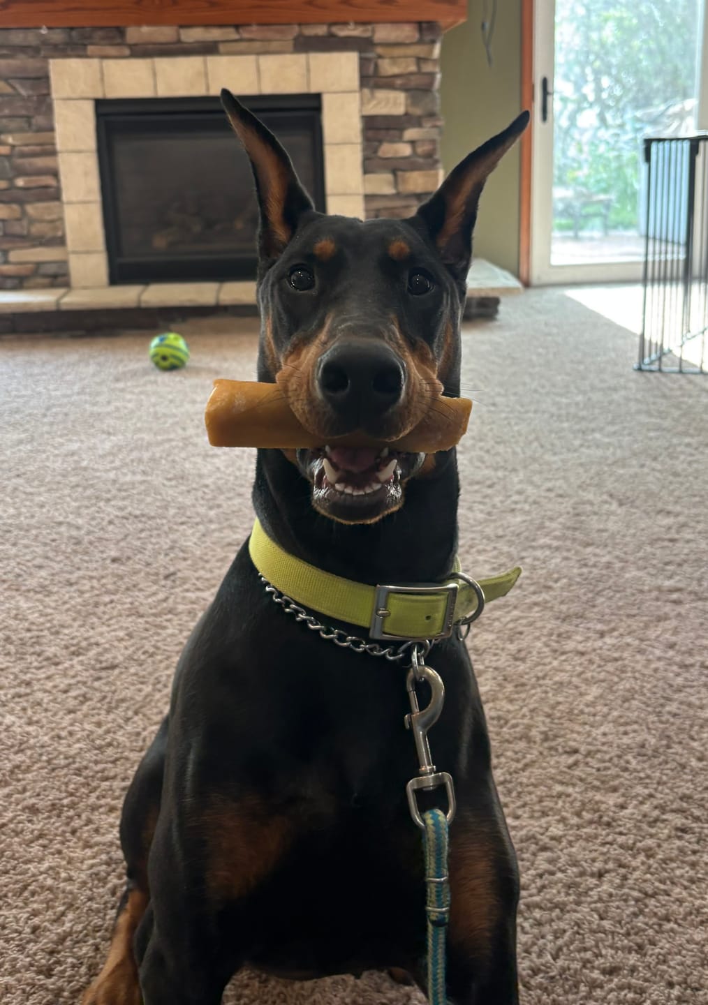 Customer photo review of Himalayan Yak Cheese Chew Dog Treat