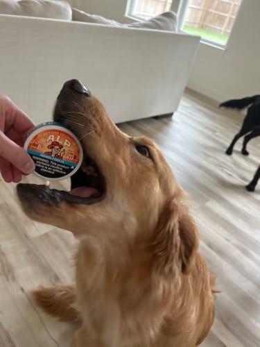 Reviewer's hand holding a can of Drifters Mango Freeze for a golden retriever with its mouth open.