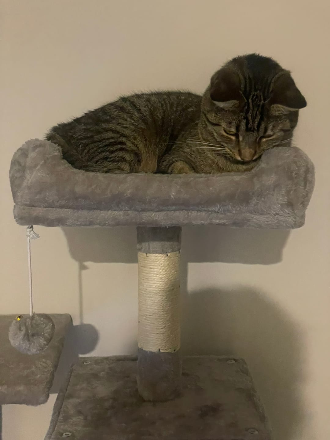 Customer photo review of Cat Tree 143cm For Indoor Cats with Scratching Posts and Perches - Light Grey
