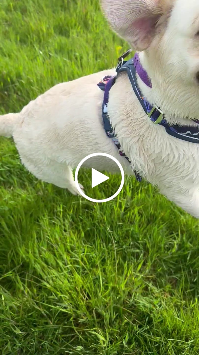 Customer video review of Apex® Harness