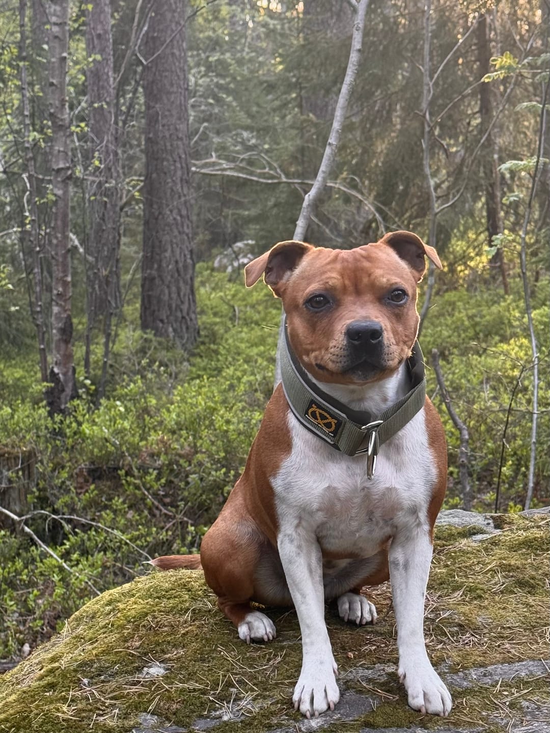 Customer photo review of Staffordshire Bull Terrier 1935® Martingale Collar - Green
