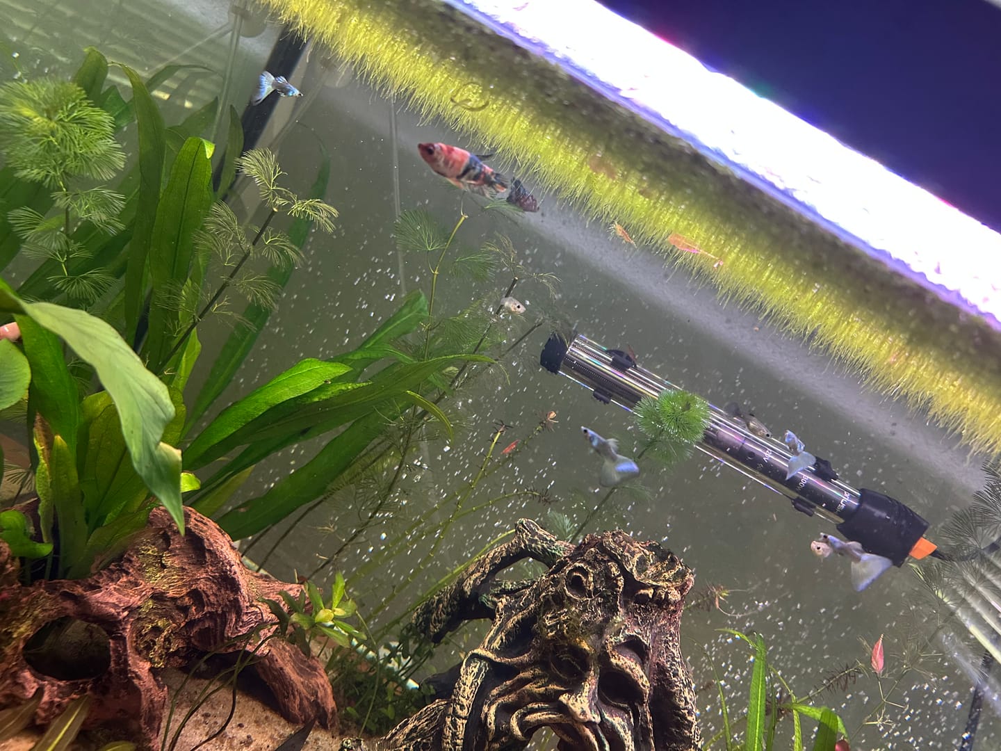 Customer photo review of Green Moscow Guppy Fish