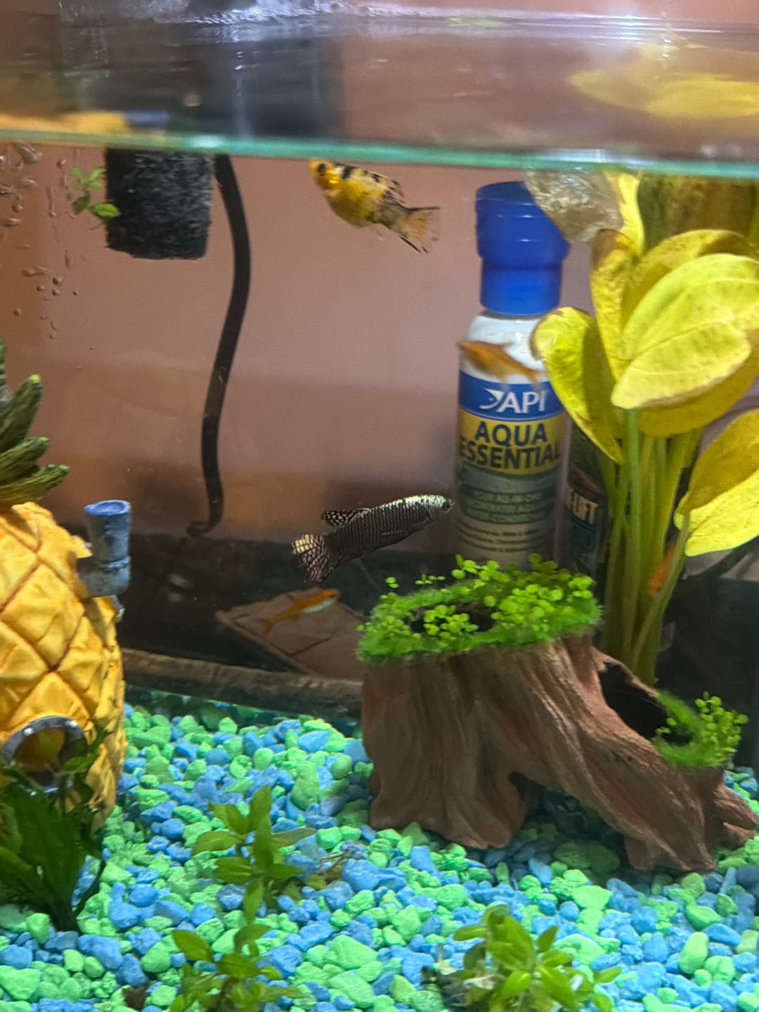 Customer photo review of Copper Samurai Alien Wild Male Betta Fish | Grower Pick