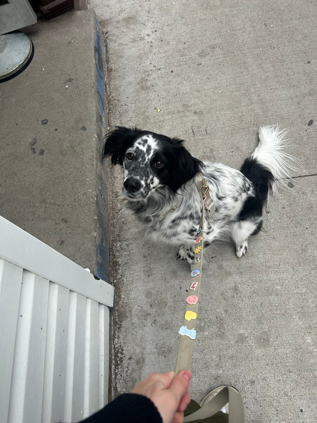 Customer photo review of Moodies 4-in-1 Leash